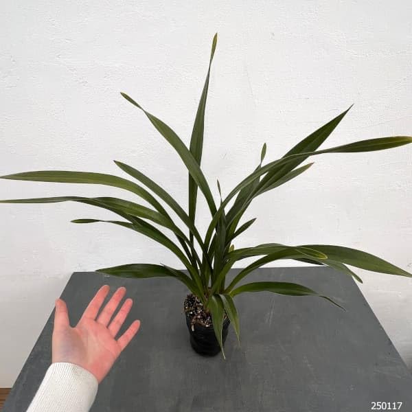 Amazon.co.jp: シンビジューム：フォアゴットンフルーツ4号ポット[蜜蜂